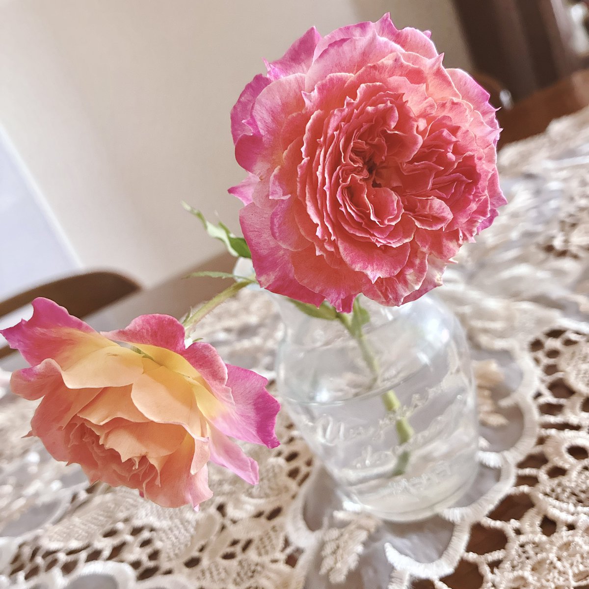 薔薇用グローブ買おうかな…ピエールとか棘が凶器すぎて園芸グローブ貫通してくる🥹痛いし何度か怪我してる（

写真はシャルール🌹
苗を譲って貰った時びっくりしたけど、棘があまり無くて、とても扱いやすい優しい子☺️🩷

#薔薇
#シャルール