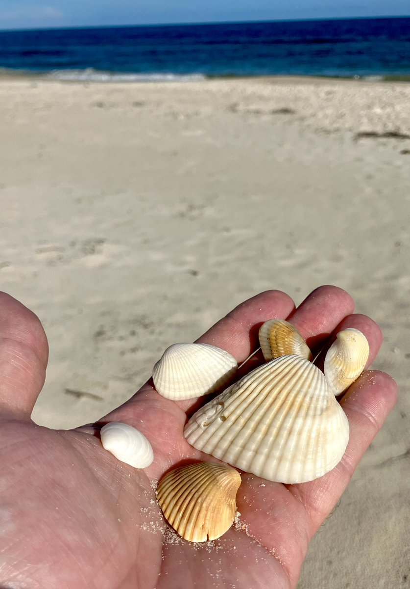 AllanGuenther's tweet image. #Floridays ☀️ Crystal River | Carabelle | St. George Island | Destin