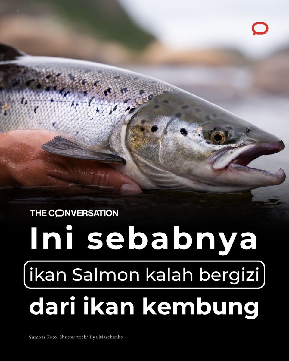 Salmon udah lama jadi simbol makanan sehat, omega-3 tinggi, tampilannya mewah, dan sering nongol di menu yang fancy.

Tapi tau nggak? Ada ikan lokal yang nutrisinya diam-diam ngalahin salmon...Ikan kembung! 🐟

Betul enggak Bu <a href="/susipudjiastuti/">Susi Pudjiastuti</a> ?

📍theconversation.com/kandungan-nutr…