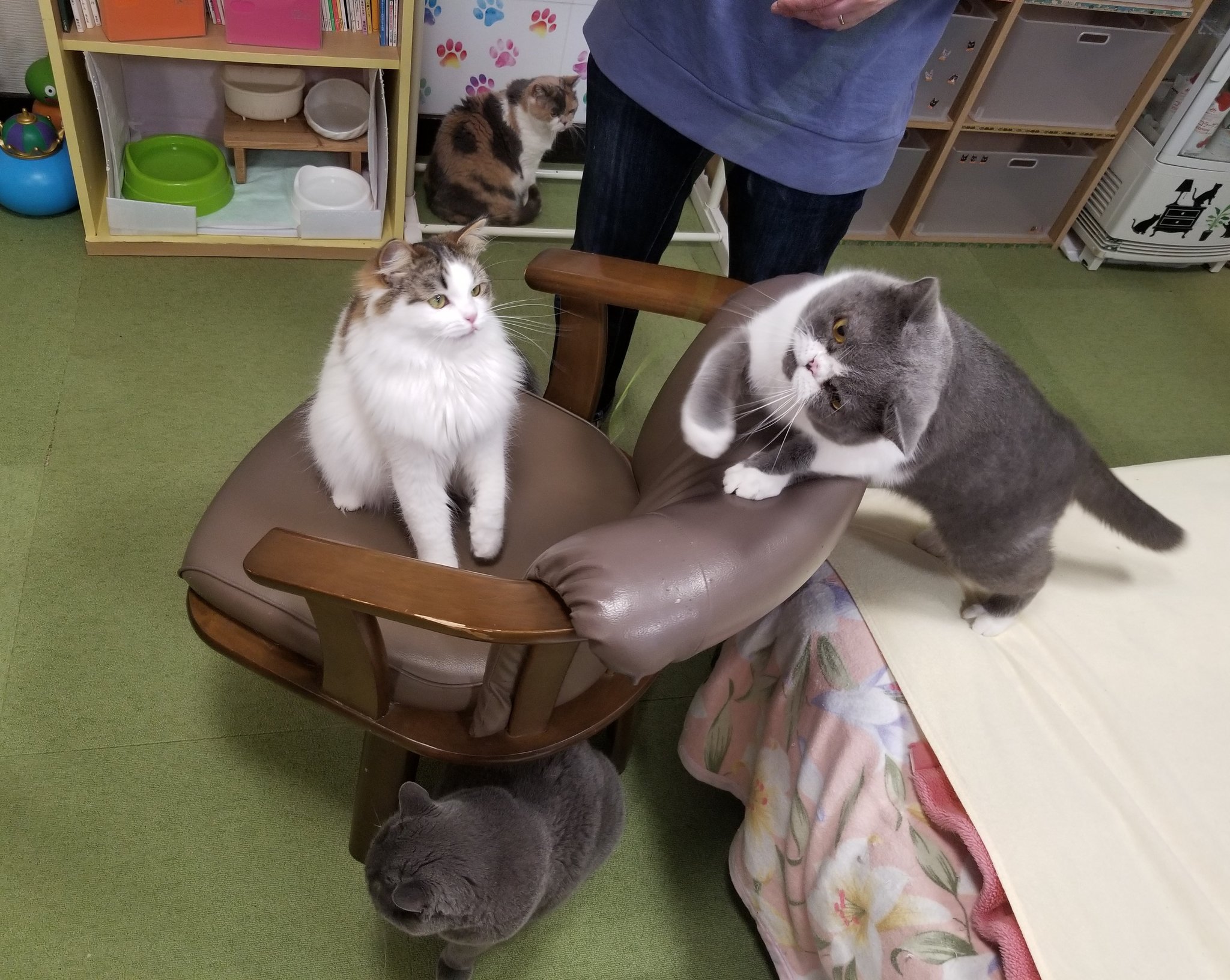ねこカフェ 猫八＆キャットホテル猫八 on X: 