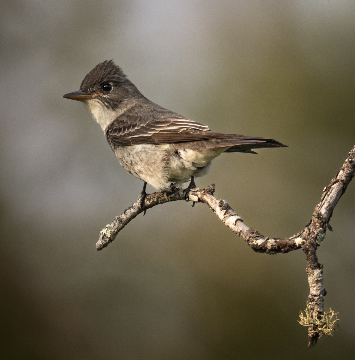 frpaulkammen's tweet image. An Olive-Sided Flycatcher from the forest roads of Koochiching County in northern Minnesota. #birds #birdphotography