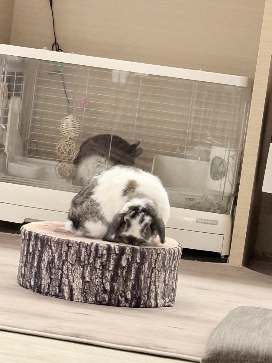 kurokurotsukipi's tweet image. おもち社長がお家に来て4年が経ちました🐰🎉
4年前と変わらず相変わらず元気！
この4年でつきみとも大分仲良くなり、仕草も似てくるようになりました(写真2枚目)元気いっぱいです。
これからも宜しくね、おもち社長🌸✨
ちょうど山形のさくらんぼが届いたので、みんなでお祝いしました🍒´-