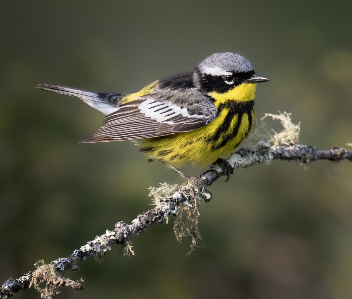 frpaulkammen's tweet image. Magnolia Warblers are awfully fast, and don't seem to stay still long, but got a few shots off as he was hopping and hunting bugs and worms in the tree. #birds #birdphotogrpahy