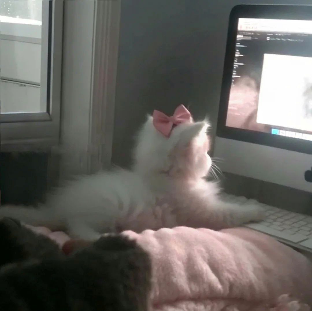 Miaw (@miaw) on Twitter photo 
