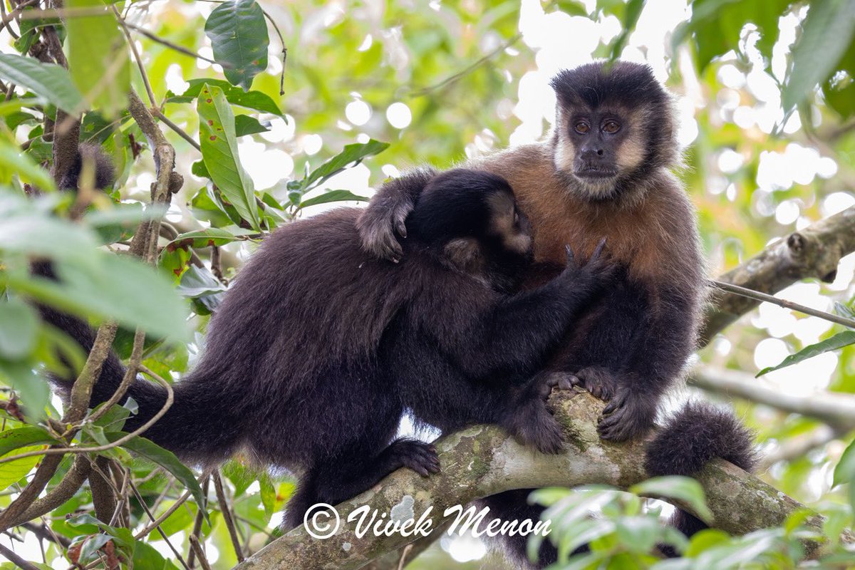 vivek4wild's tweet image. The Horned or Black Capuchins are the most common primates in the Atlantic rain forests of south eastern Brazil & neighbouring Argentina. I found this mother & young in the Foz de Iguazu NP in Brazil. The 3rd photo shows the horns! Unfortunately they are commensal #primates