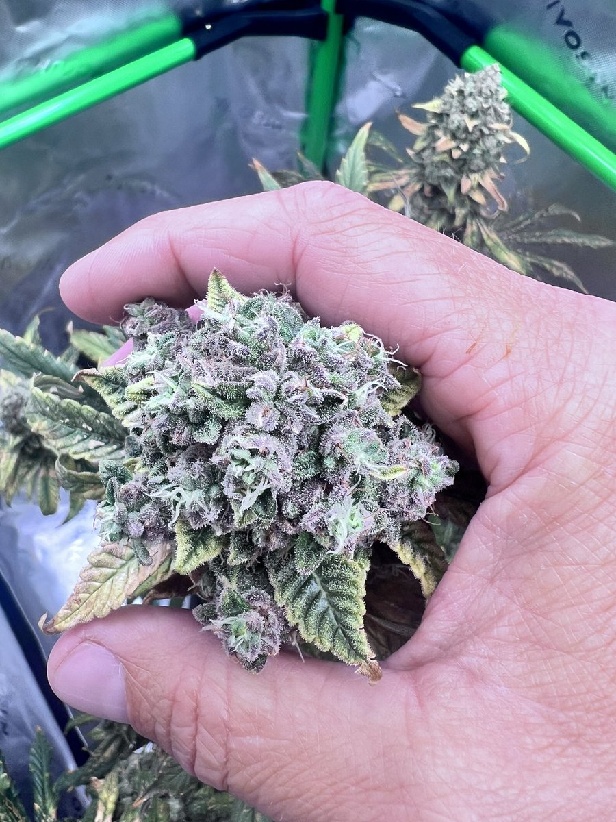 OG Kush, few more weeks to go.