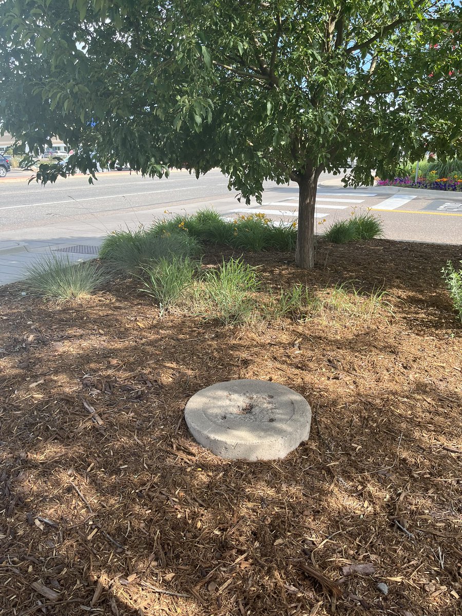 ᒪᗩᗯᑎᗰᗝᗯᗴᖇ ǤIᖇᒪ | Big Sis Selmor tweet media