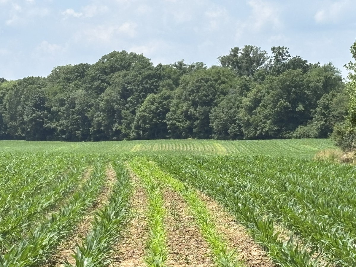 Wayde Looker tweet media