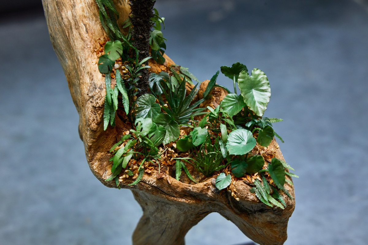 シュロの木をジオラマに設置！
ソテツが欲しい・・・