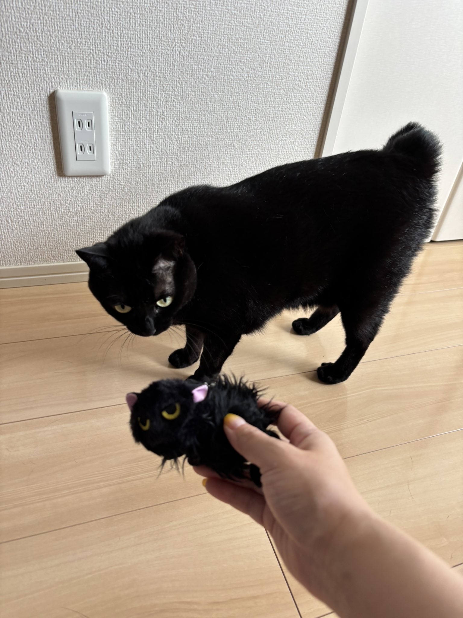 黒猫あさり (@kuro_asari5bee) / X
