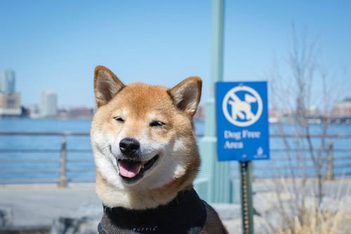 Shiba Every Hour (@shibaeveryhour) on Twitter photo 