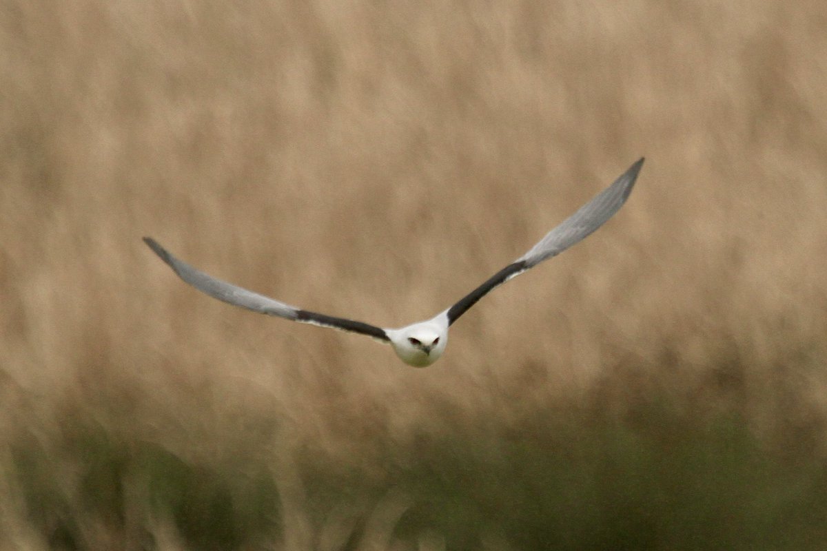 Black shouldered kite, hunting in the rain yesterday over Hexham Swamp. Wonderful exotic  birds. 

I’m playing solo at Carrington Bowlo today, 3pm. Have a great day.