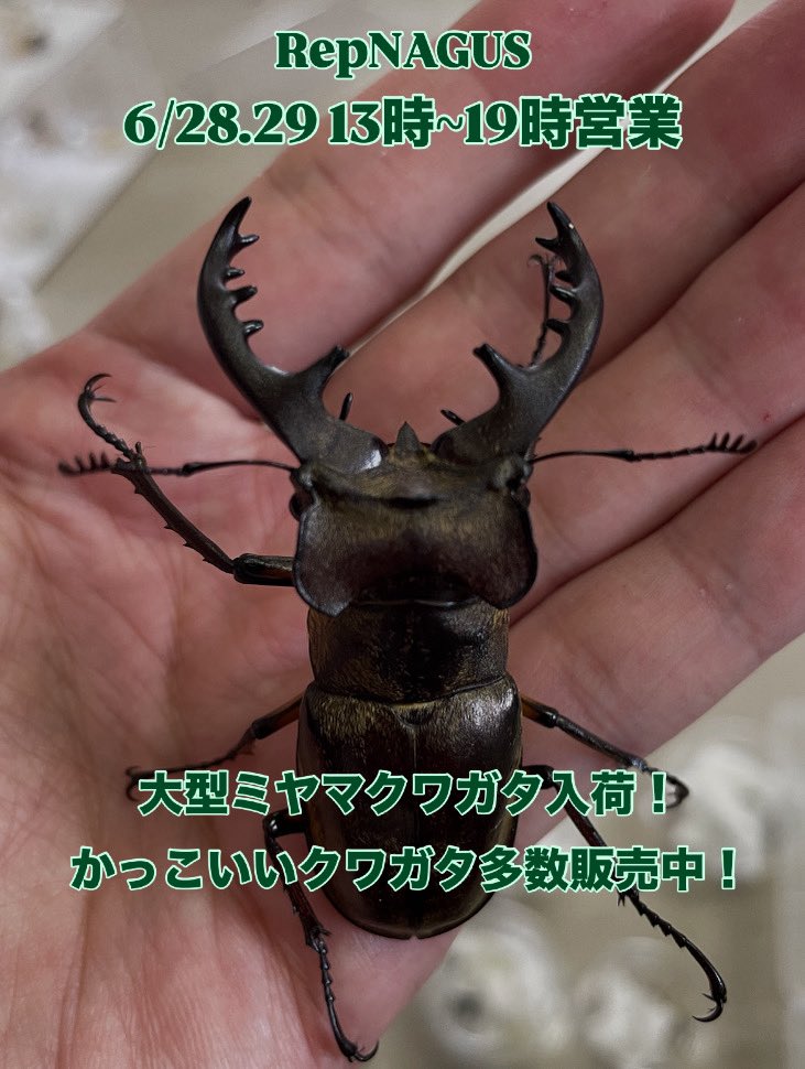 標本】希少ルディヴィナミヤマクワガタ 39.1ミリ 中国産 野外品 【公式