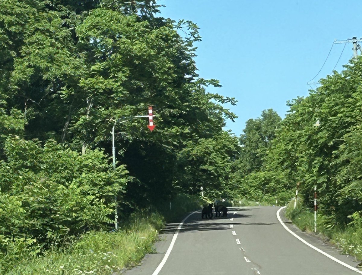 あー！！！！！！！こぐま！！！
やばいやばい…このすぐ近くで仕事してるのに…