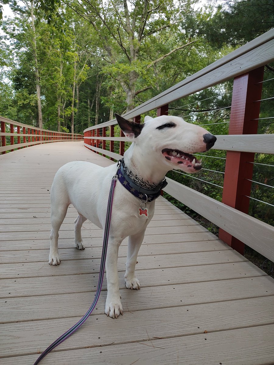 rexthetvterrier's tweet image. Tonight on #SpikesSpots is the Mumford Riverwalk.  For many years, it was a disjointed path through the woods, back out to the road and back in.  But last year they built this awesome bridge 😀
#Spike #PuppyLove #Dogs #Woods #FridayVibes