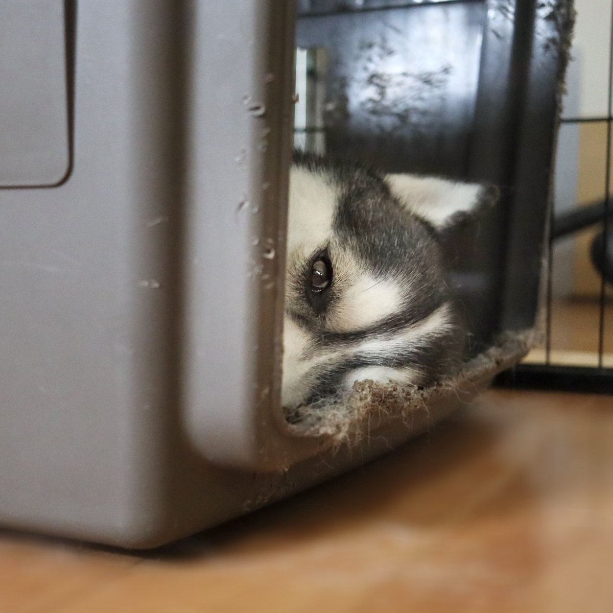 おはようございます。
今朝のちょびです。
#シベリアンハスキー
#shiberianhusky