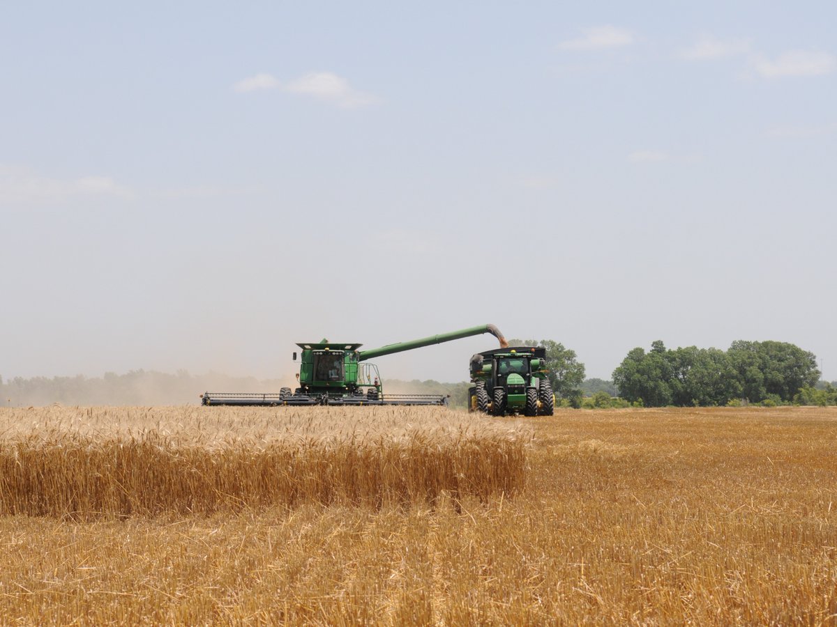 When comparing this year's wheat harvest to previous years, Kansas is behind. How much behind? K-State wheat production specialist, Romulo Lollato, discusses how harvest progress is going and the biggest factors slowing it down. 
agtodayksu.libsyn.com/1963-lower-gra…