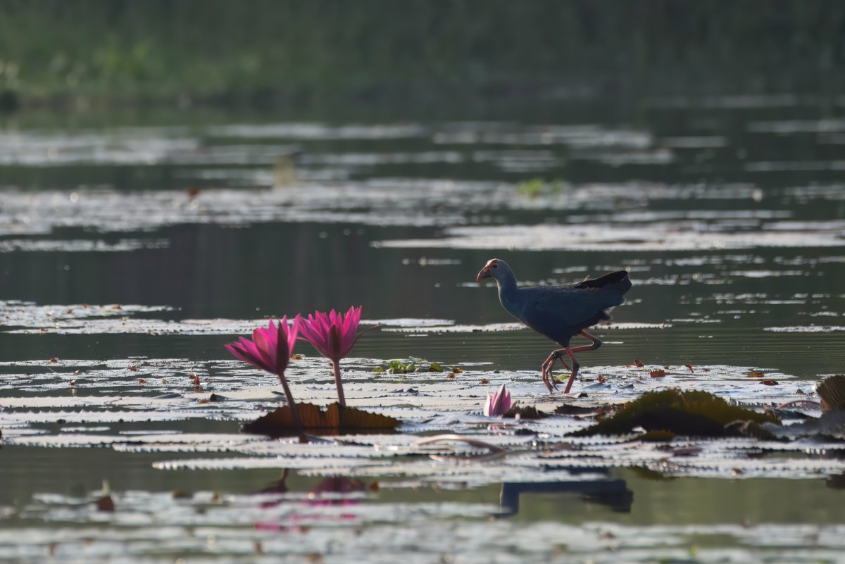 Purple Swamphen (Porphyrio porphyrio) कैम, खरीम, कलीम - In Kerala, children’s stories portray the swamphen as a colorful trickster that dodges predators using mimicry, teaching value of wetlands &amp; respecting nature.
birds.rekabira.in/2025/06/purple…
#BirdsSeenIn2025 #BirdsOfIndia #IndiAves