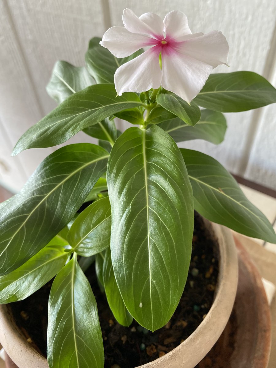 Sometimes the simplicity of a single healthy impatiens plant in a pot has as much tranquility as a zen garden. #FlowersOnFriday