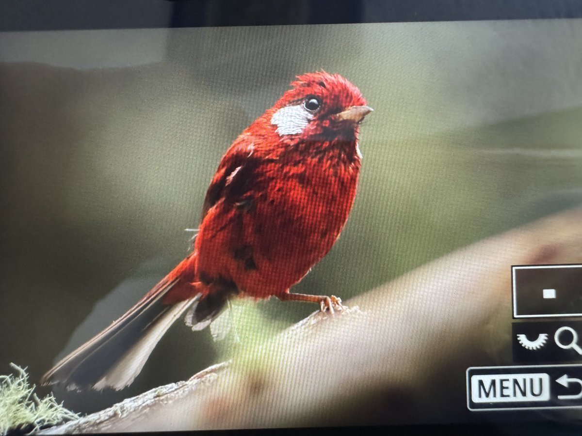totally fine and normal that I saw this bird in Oaxaca today. Not a big deal at all. Red Warbler.