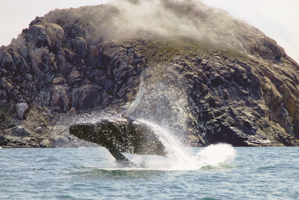 From whale watching to a Tiki cruise, sail away with Lost Isle Adventures -  slovisitorsguide.com/from-whale-wat… 
#sanluisobispo