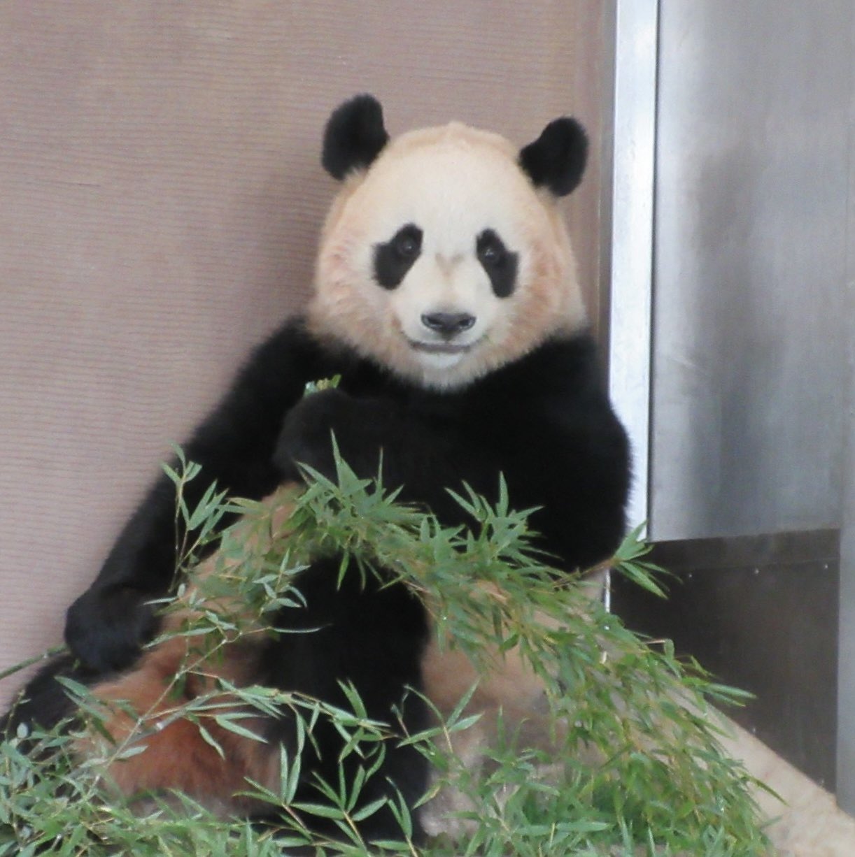 池田理英作品集（花閑話） 花閑話 池田理英作品集