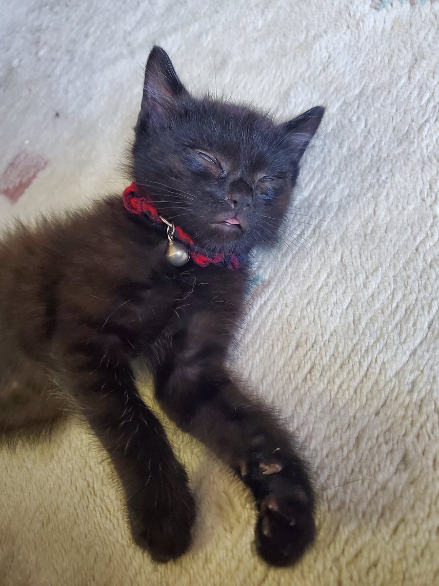 るのあ@mini tweet media