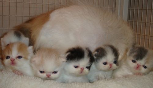 ໊໊ (@chaeyoma) on Twitter photo 