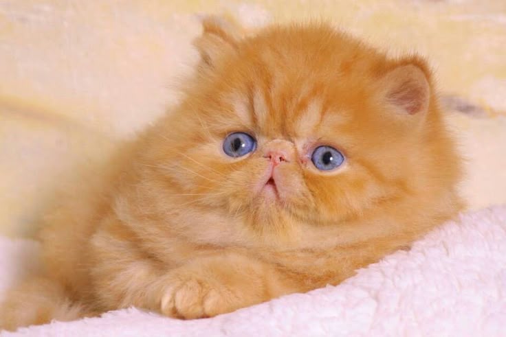 ໊໊ (@chaeyoma) on Twitter photo 