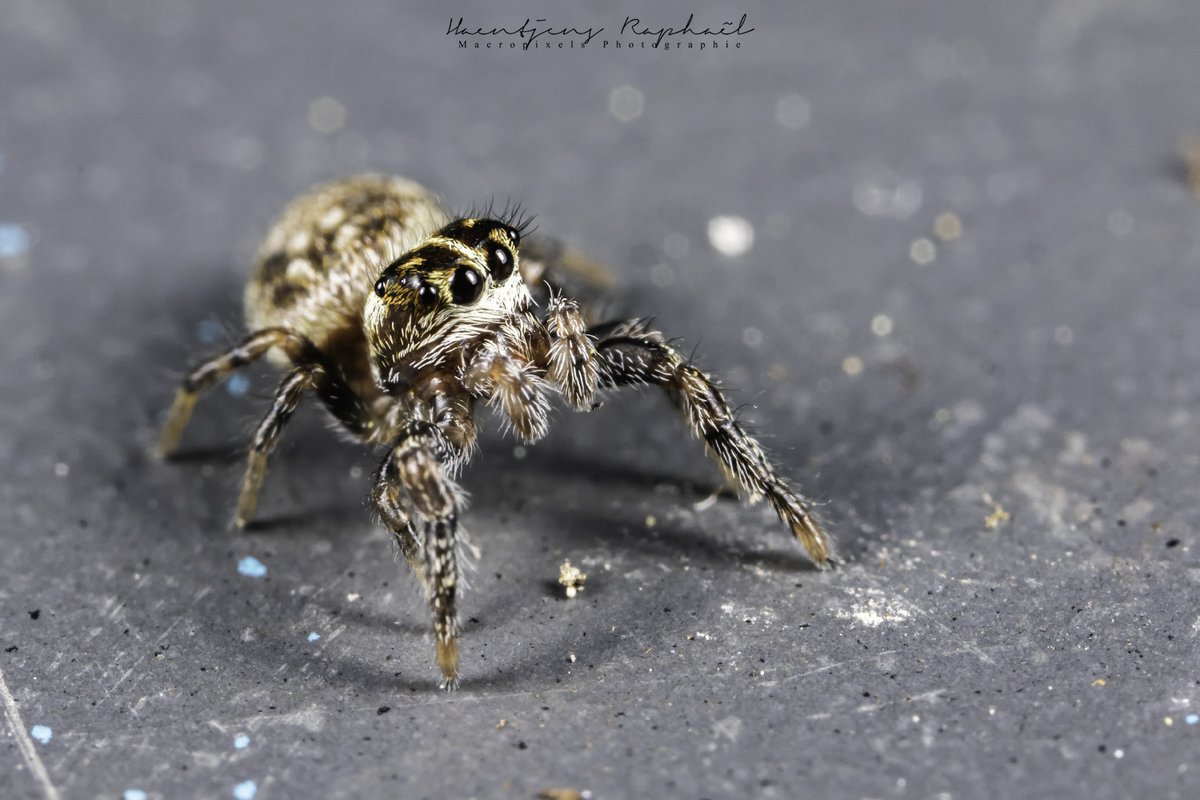 Entomopixels tweet picture