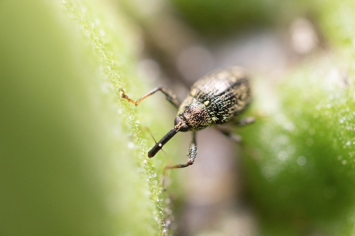 🫑 Todo lo que debes saber sobre el picudo del chile
Este escarabajo (Anthonomus eugenii) daña flores, brotes y frutos, provocando pérdidas severas en cultivos. 
✅ El control biológico es clave.
Más info: koppert.mx/plagas-en-plan…
#PicudoDelChile #ControlBiológico #KoppertMéxico