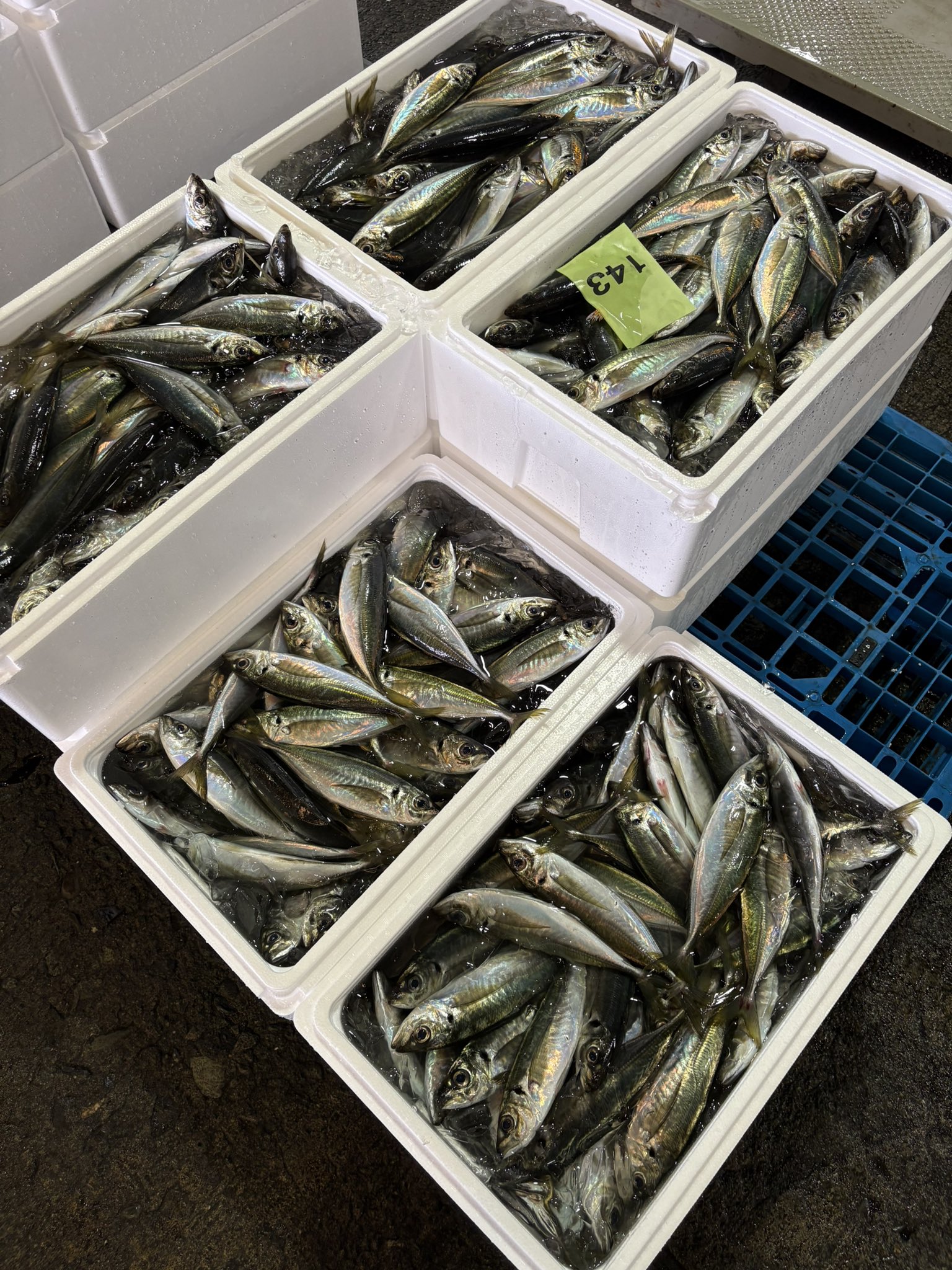 独楽寿司・まさのすけ本店🍣回転寿司🍣小田原漁港直送