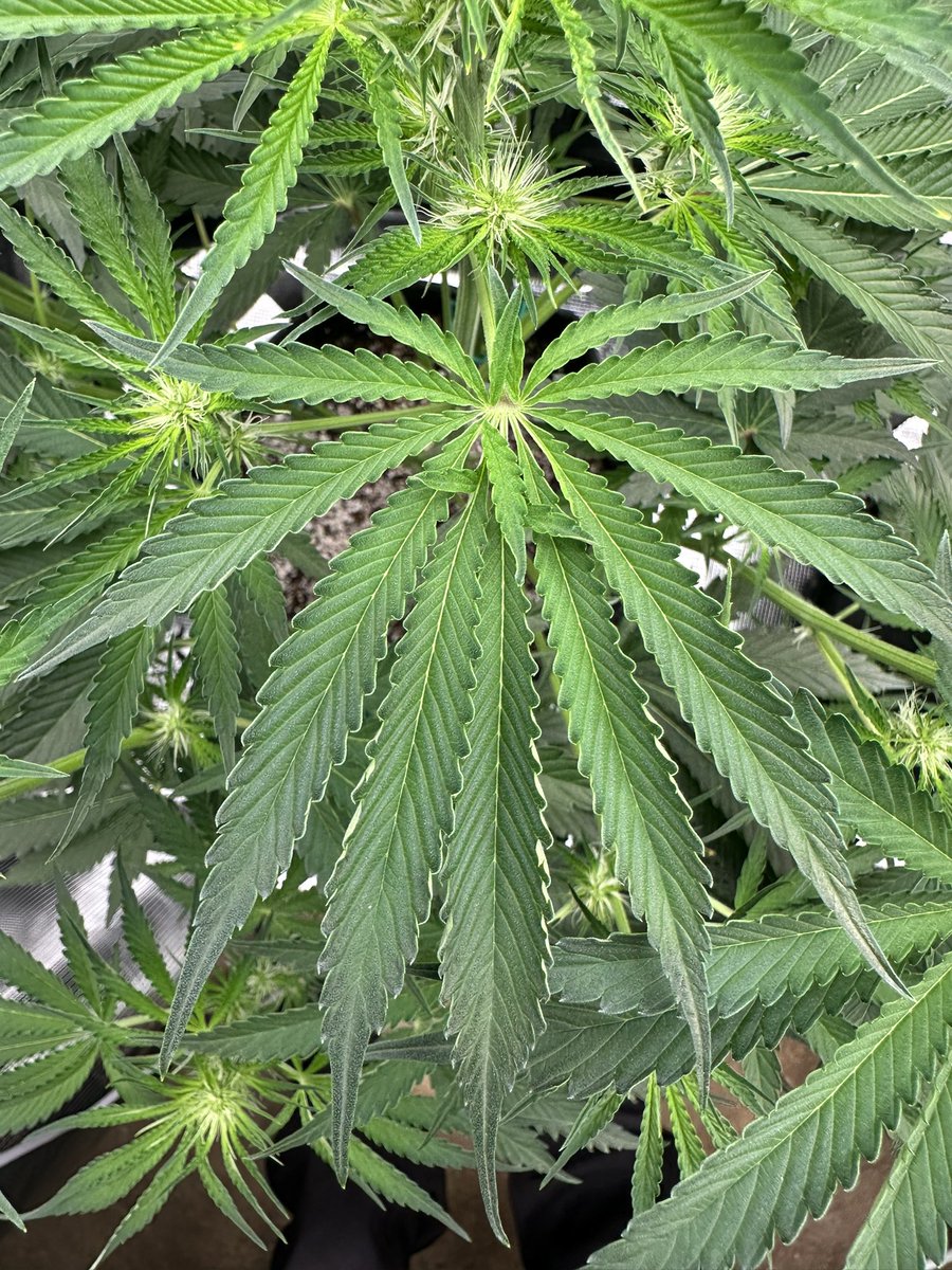 ThiccboiGrows's tweet image. Some cool pictures i took (im shit with a camera lol) cool fan leaf!
