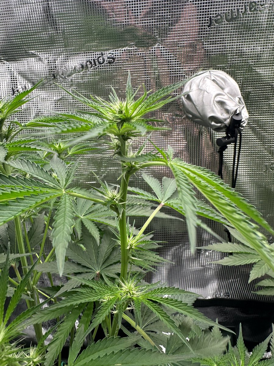 ThiccboiGrows's tweet image. Some cool pictures i took (im shit with a camera lol) cool fan leaf!