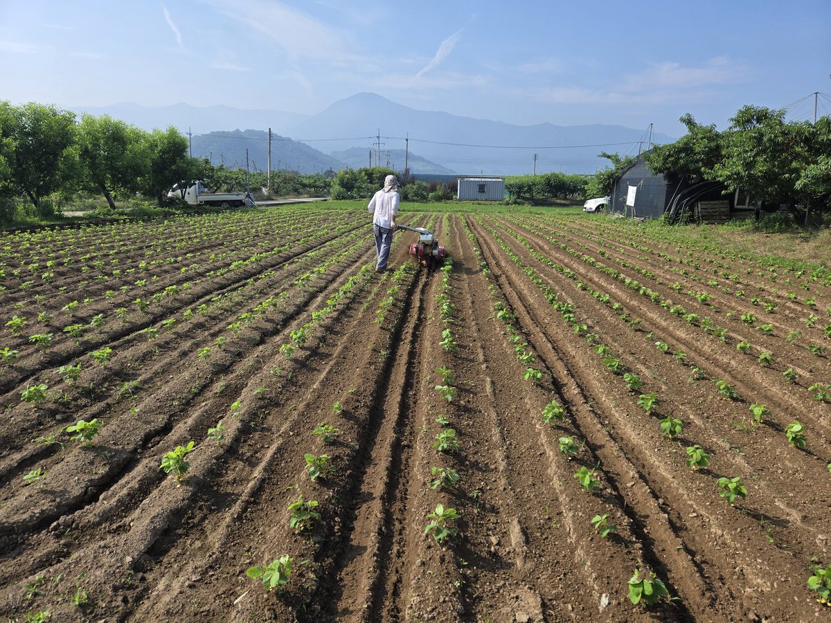 아들과 난 감자를 마저 캐고 콩밭에 골을 따며 북을 준다. 자연스럽게 고랑의 풀은 뽑히고 이랑의 풀은 흙에 덮여 억제된다.
아내와 딸은 복숭아 봉지를 씌우고 있다.