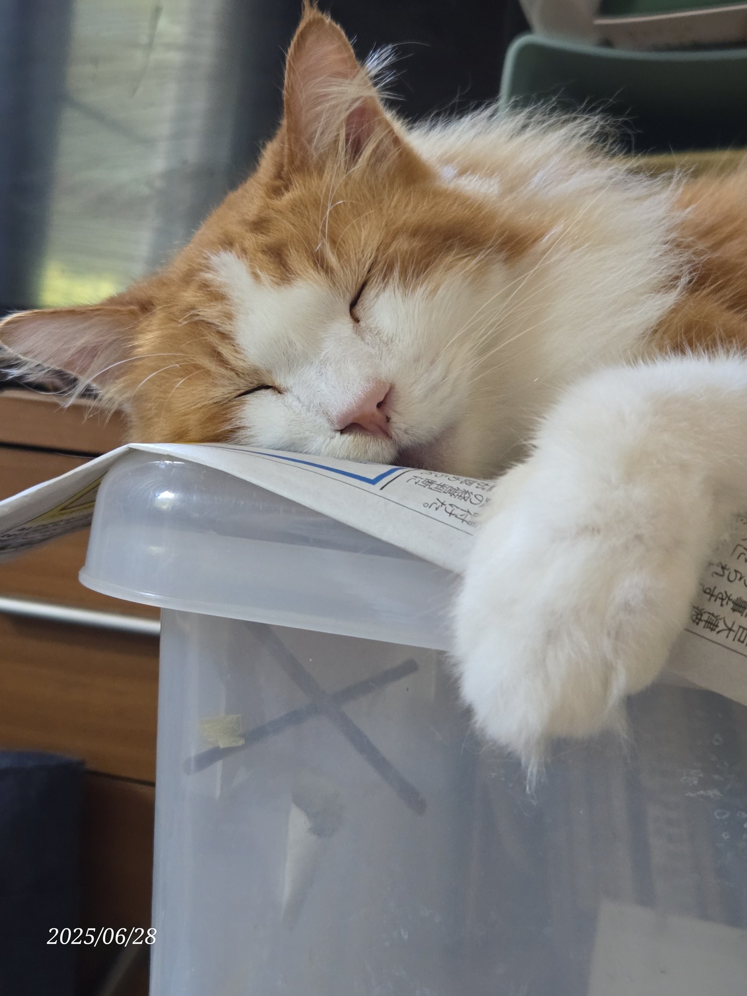 ねこ 楽天市場】トンネル猫窝ト 猫用ベッド 猫 トンネル 折りたたみ