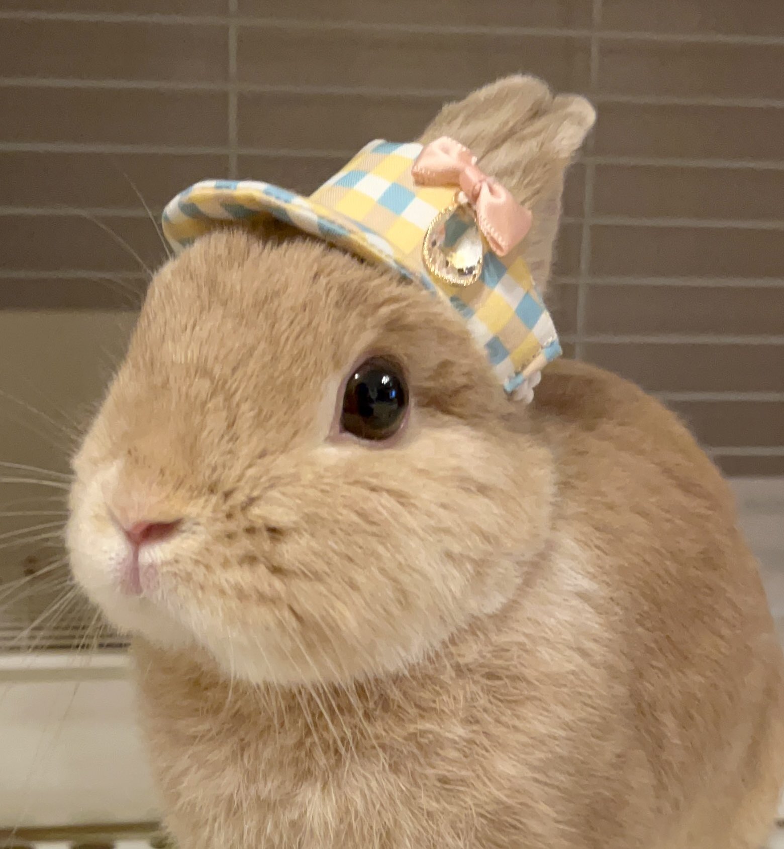 ◆❁⃘うさみみ❁⃘◆ 25252525d1%2525252581%25252525d0%25252525bb%25252525d0
