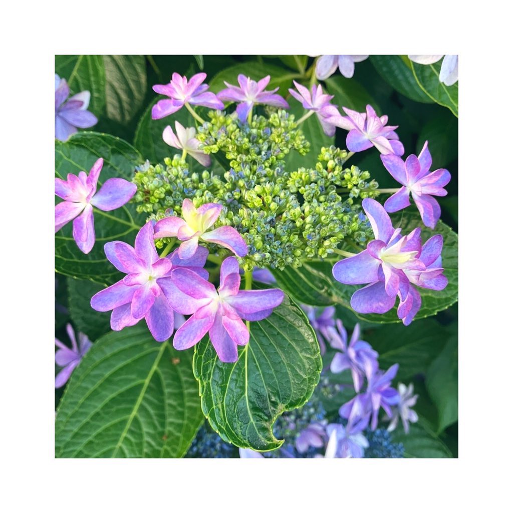 _otaka036's tweet image. 日の出前から散歩に出かけ、帰りは鶏が鳴いていた。今年はじめての向日葵、紫陽花もそこかしこ。冷やし中華やスイカも食べ、すっかり夏の気分に。