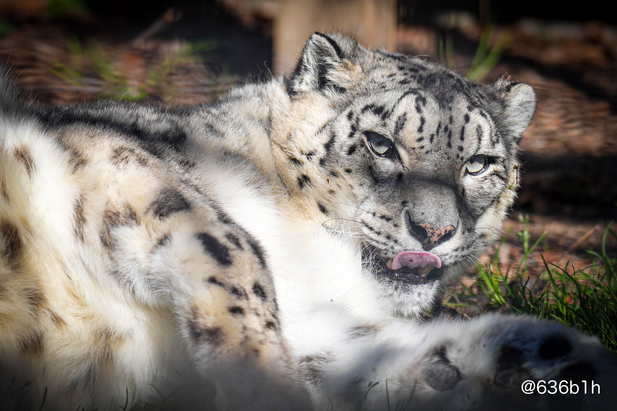 ヒョウ　動物ペン画No.15 ヒョウ 動物ペン画No.15