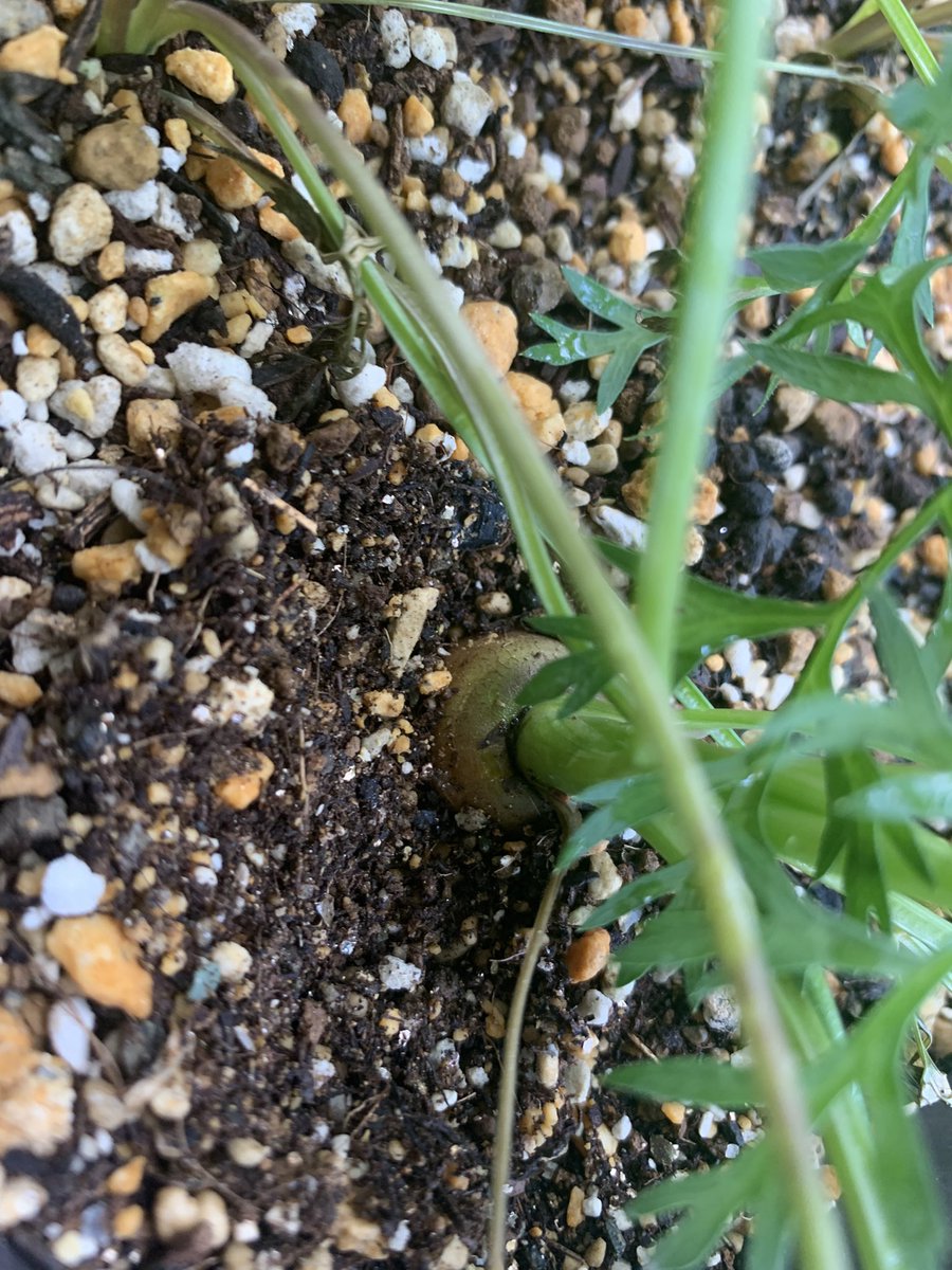 ベランダ適当菜園。
にんじんは、ちゃんとにんじん🥕に
なることができるのか、？
ちなみに全部DAISOの種