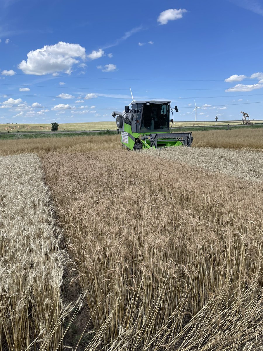 OSU_smallgrains's tweet image. Wheat harvest in full swing today in the OK Panhandle!
🌾 Check out the latest results from harvested locations at wheat.okstate.edu
#WheatHarvest25