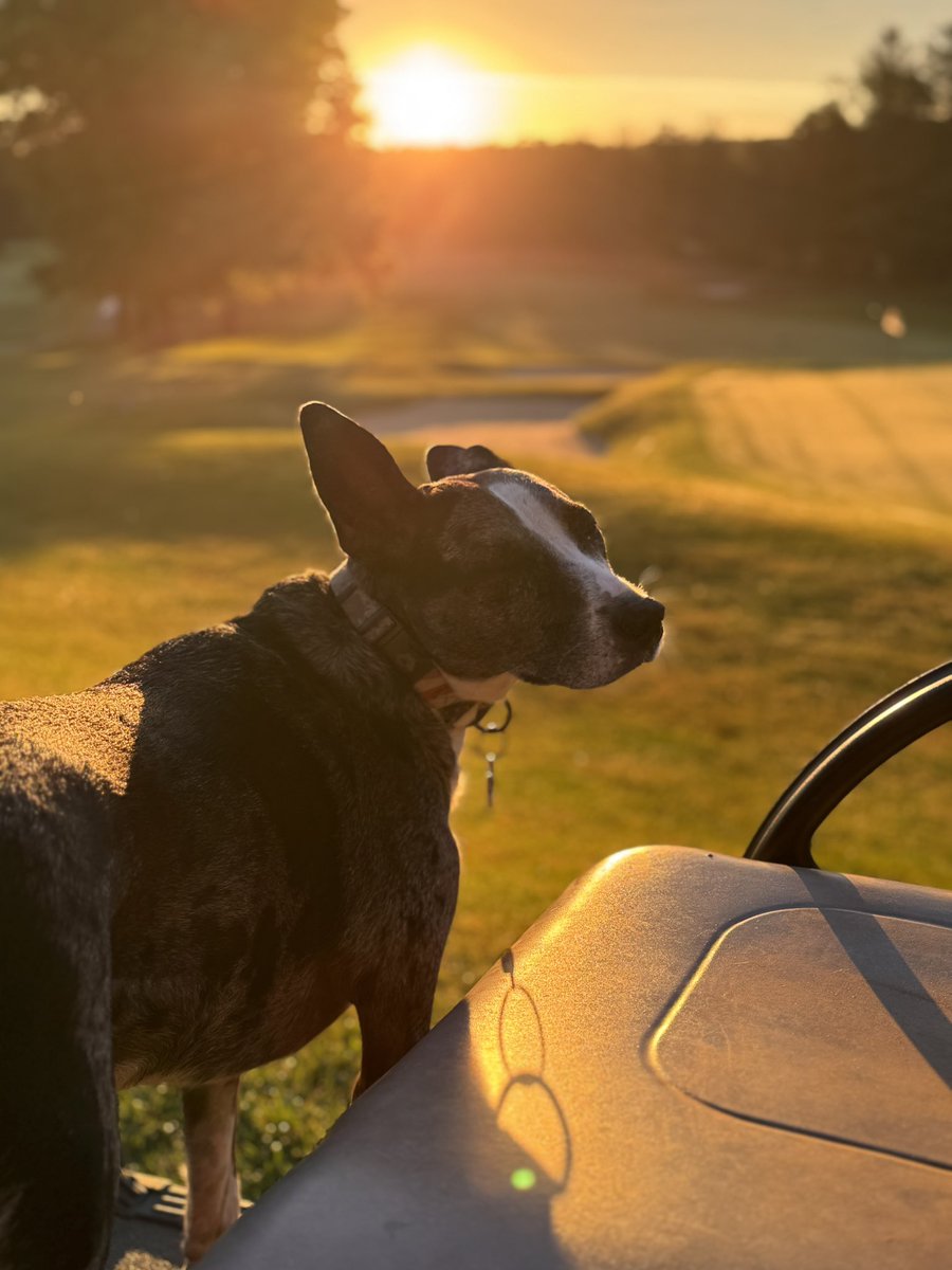 Enjoying the warm morning glow … <a href="/DogsOfTurf/">Dogs Of Turf</a>