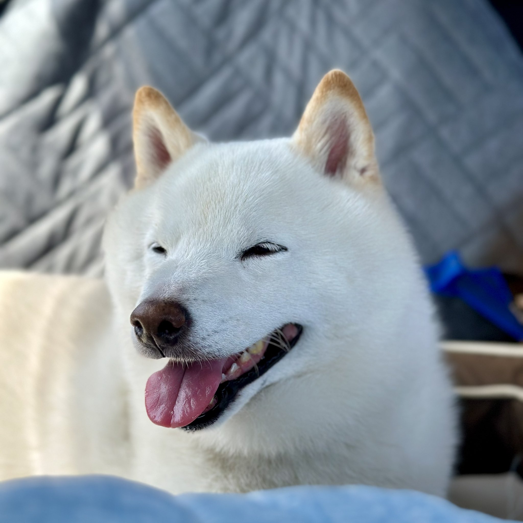 柴犬ラッテ on X: 