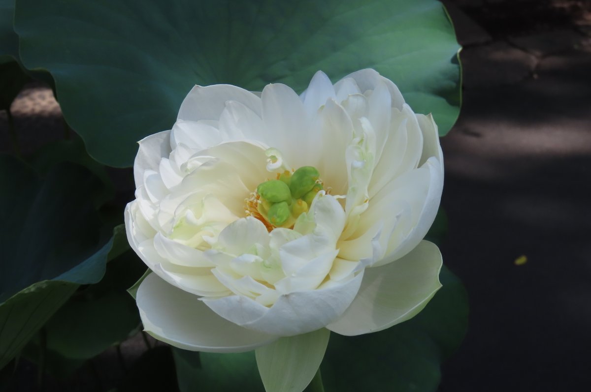 #ハス が1輪開花しました。今朝の明るい日差しに照らされてとても綺麗です。夏に咲き誇る大輪の花、例年ですと7月中旬に見頃を迎えます。
西門入口では鉢植えも展示しています。こちらは白い花。併せてご覧ください。
なおハスの観賞は花が咲いている午前中がお勧めです。
#小石川後楽園