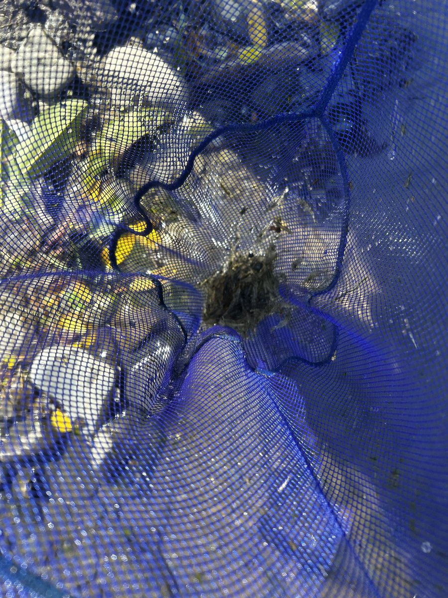 先週末は子どもたちと海老、小魚取りに川へ🦐

小エビはちーっこいの1000位は取れた！

うちの魚たちはみんなエビ食べるから、餌になる子と、飼うこと。。

そして6月入ってからは2~3日に1回はクワガタ取りに夜行かされる👣
コクワガタ合わせて20匹近く飼っておりますw
ヤモリも捕まえたので飼います！