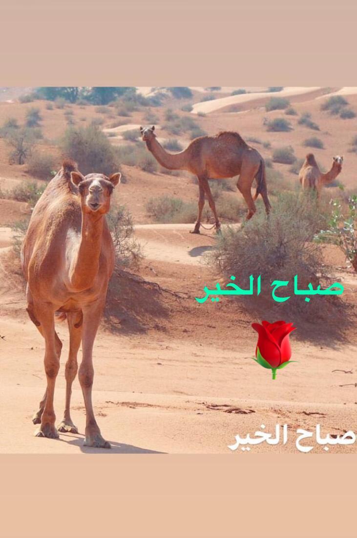 57671fdca89c4d1's tweet photo. صباح الخير

واشرقت الأرض بنور ربها

اللهم في هذا الصباح اجعلنا أسعد خلقك واقرب عبادك إليك اللهم أنعم علينا بعفوك وعافيتك https://t.co/9y8XpB6SbC