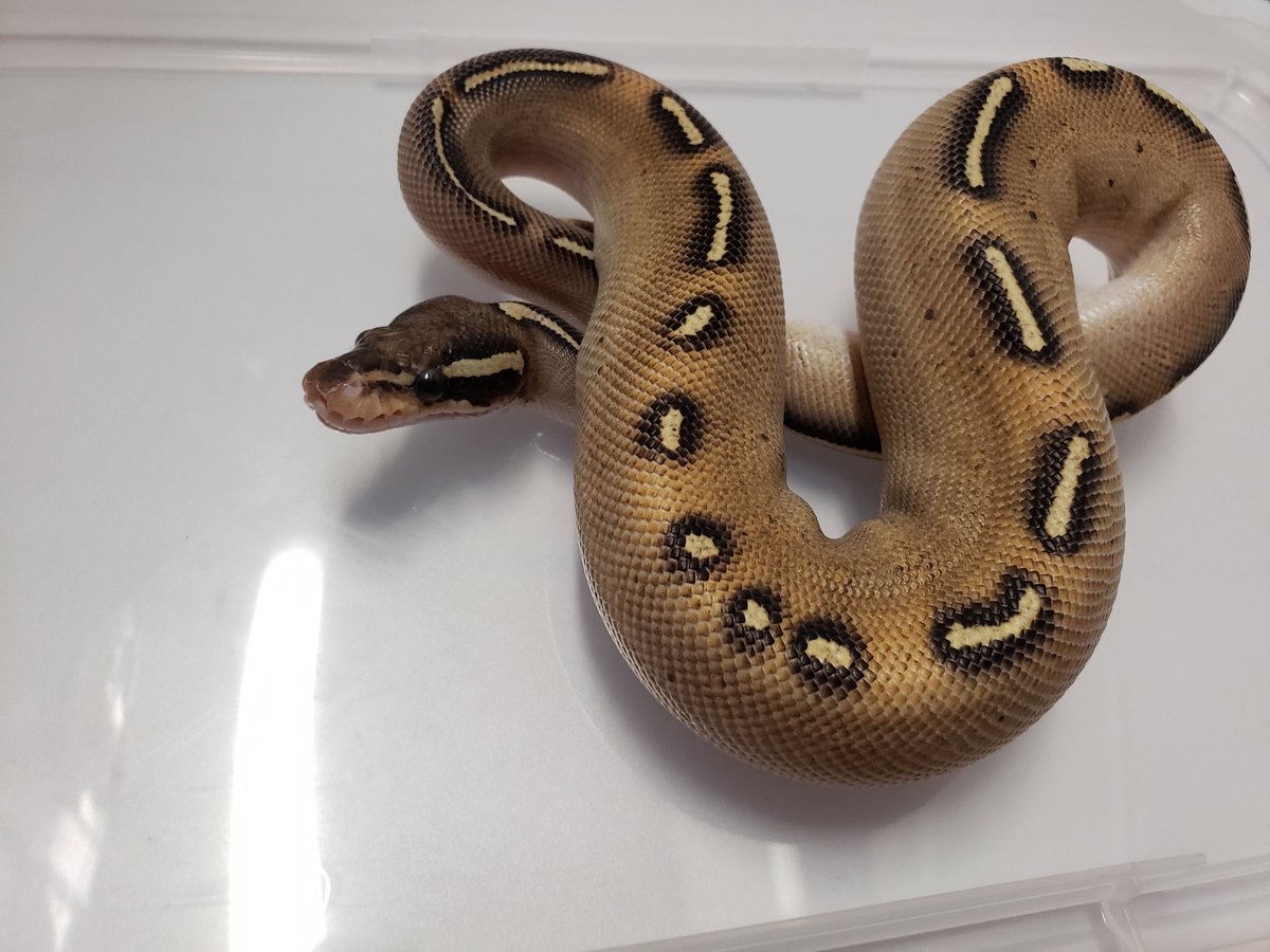 Tonsuke_Tonsuke's tweet photo. GHIフリーウェイ オス
♂
2024CB
5万円
#ボールパイソン 
#販売 https://t.co/NJfniSoz8q
