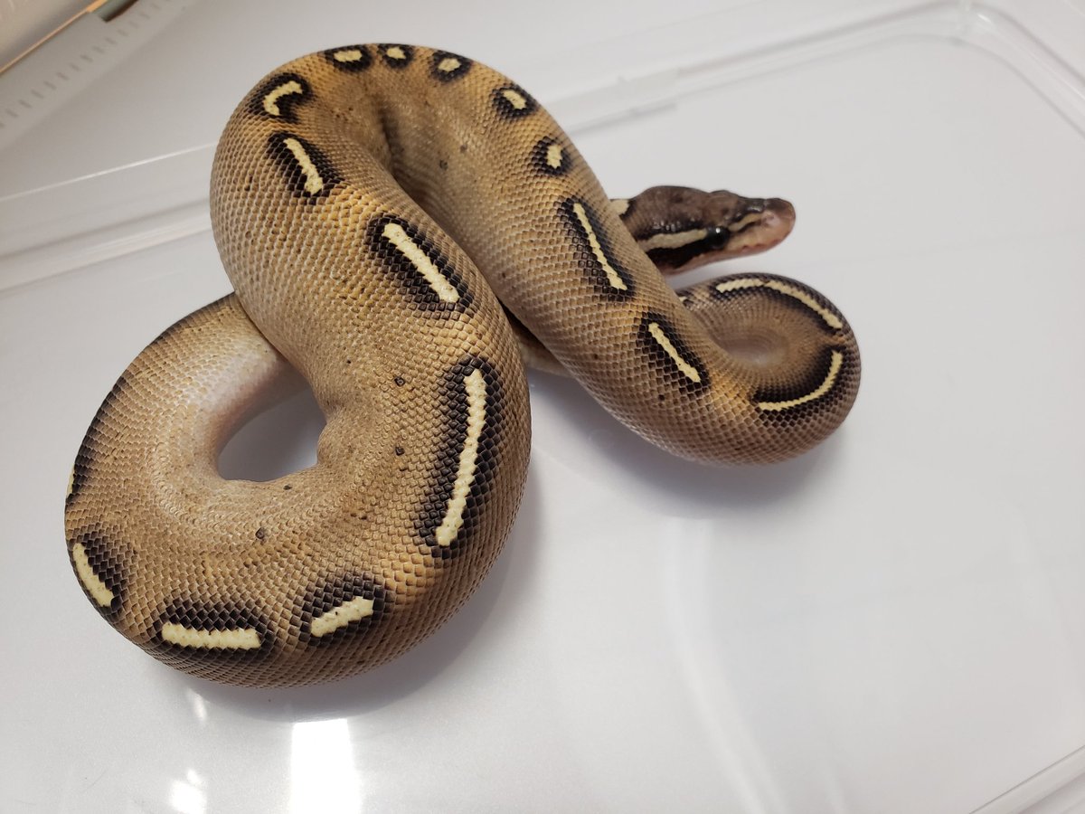 Tonsuke_Tonsuke's tweet photo. GHIフリーウェイ オス
♂
2024CB
5万円
#ボールパイソン 
#販売 https://t.co/NJfniSoz8q