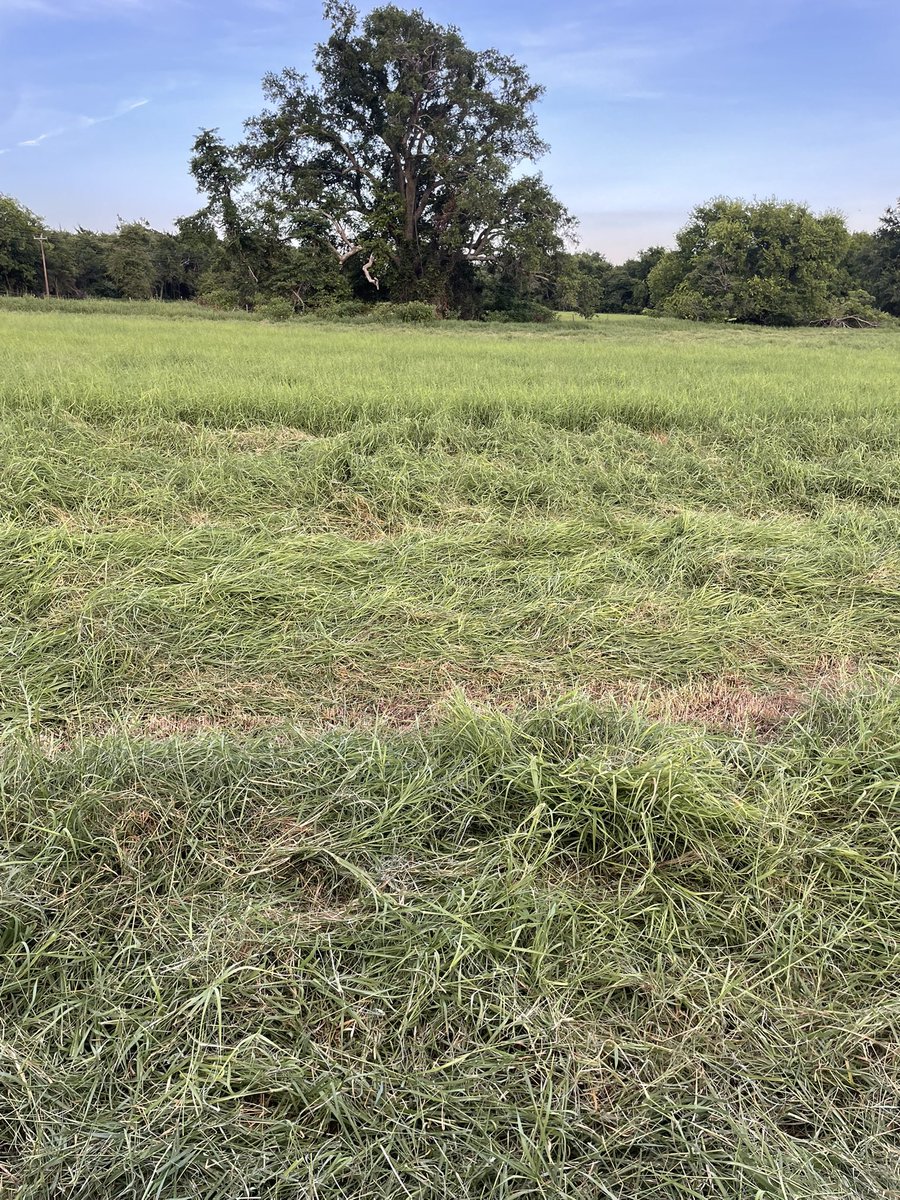 RCF_2008's tweet image. I reckon it is gonna make a few bales.