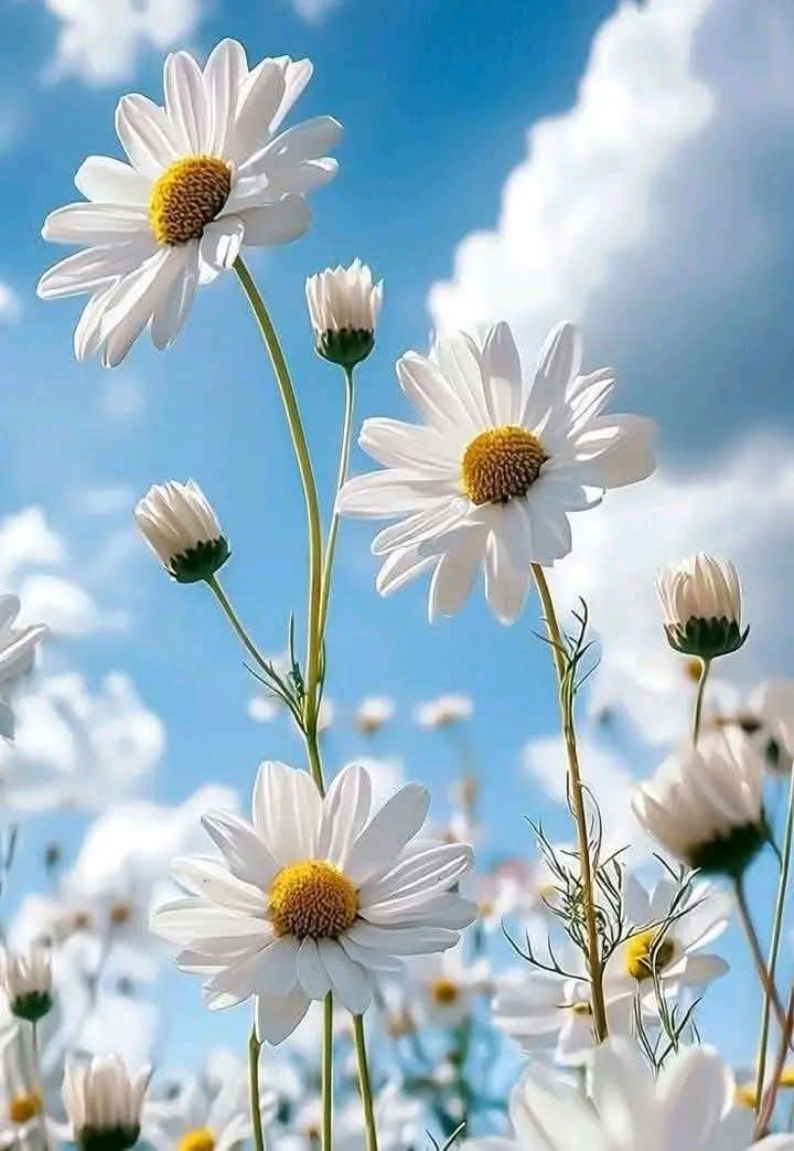 Bismillahirrahmanirrahim 🌺 

Bu günün de sabahına uyandıran
Rabbimize sonsuz Şükürler olsun

Allah'ın rahmeti,bereketi,hidayeti ve mağfireti
Peygamber Efendimizin (sav) şefaati üzerinize olsun

Günümüz hayırlı ömrümüz bereketli  olsun.

Selam ve dua ile 
Hayırlı sabahlar ☕ 🌿💞